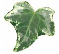 Hedera Harlequin